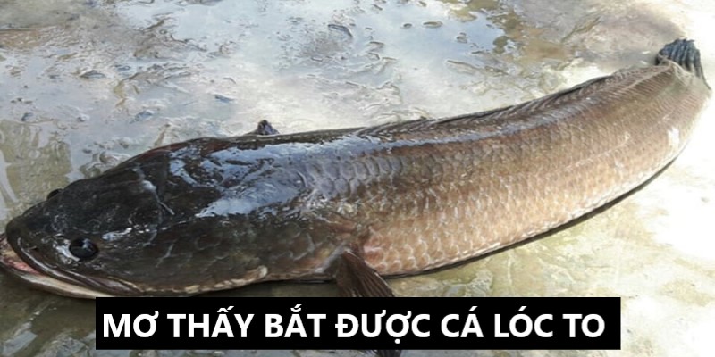 mơ thấy bắt được cá lóc to