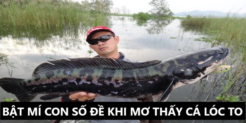 Bật mí những số may mắn khi mơ thấy bắt được cá lóc to 