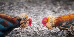 cách chọn giống gà đá giệu quả