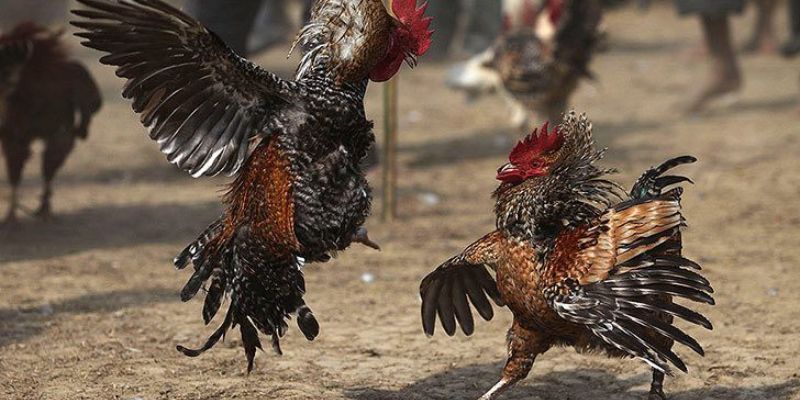 Cách nghiên cứu kết quả chuẩn khi tham gia đá gà cựa sắt trực tiếp