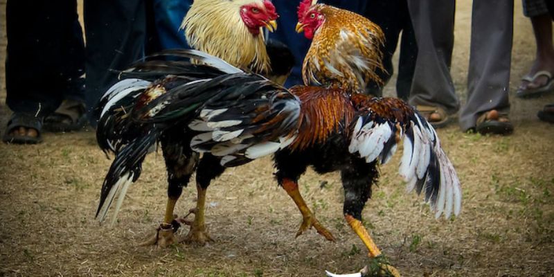 Đá gà tre thomo với cựa sắc bén