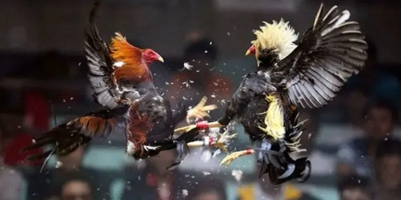 Giống gà nổi tiếng với sức mạnh hấp dẫn