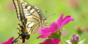 giấc mơ thấy bướm