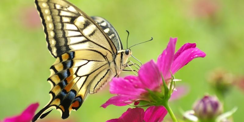 giấc mơ thấy bướm