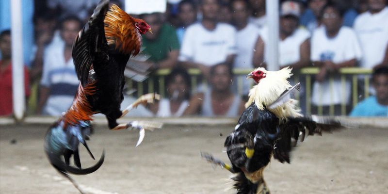 Khái niệm về đá gà tre thomo