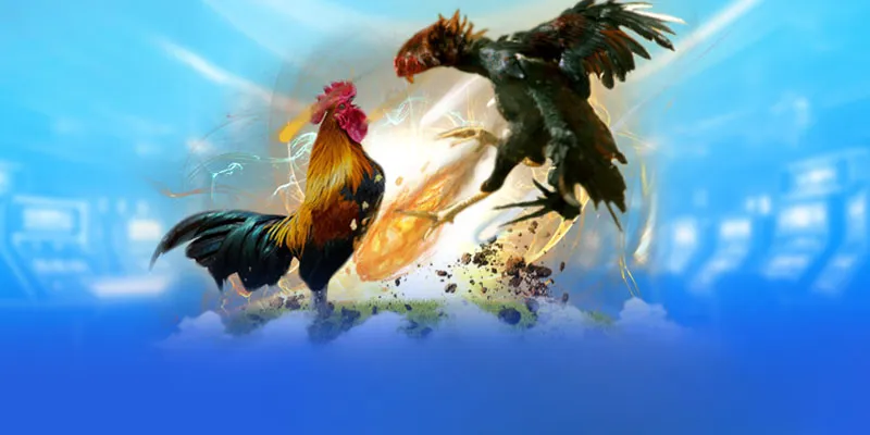 Mẹo chơi đá gà 33win thắng đậm cho tân thủ