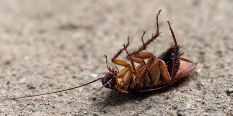 Nằm ngủ mơ gián chết đầy trong nhà