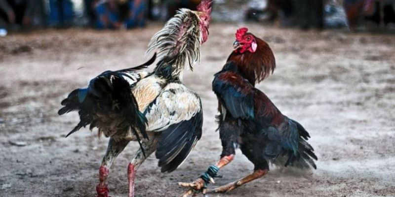 Những yếu tố tạo nên danh tiếng của đá gà cựa sắt trực tiếp